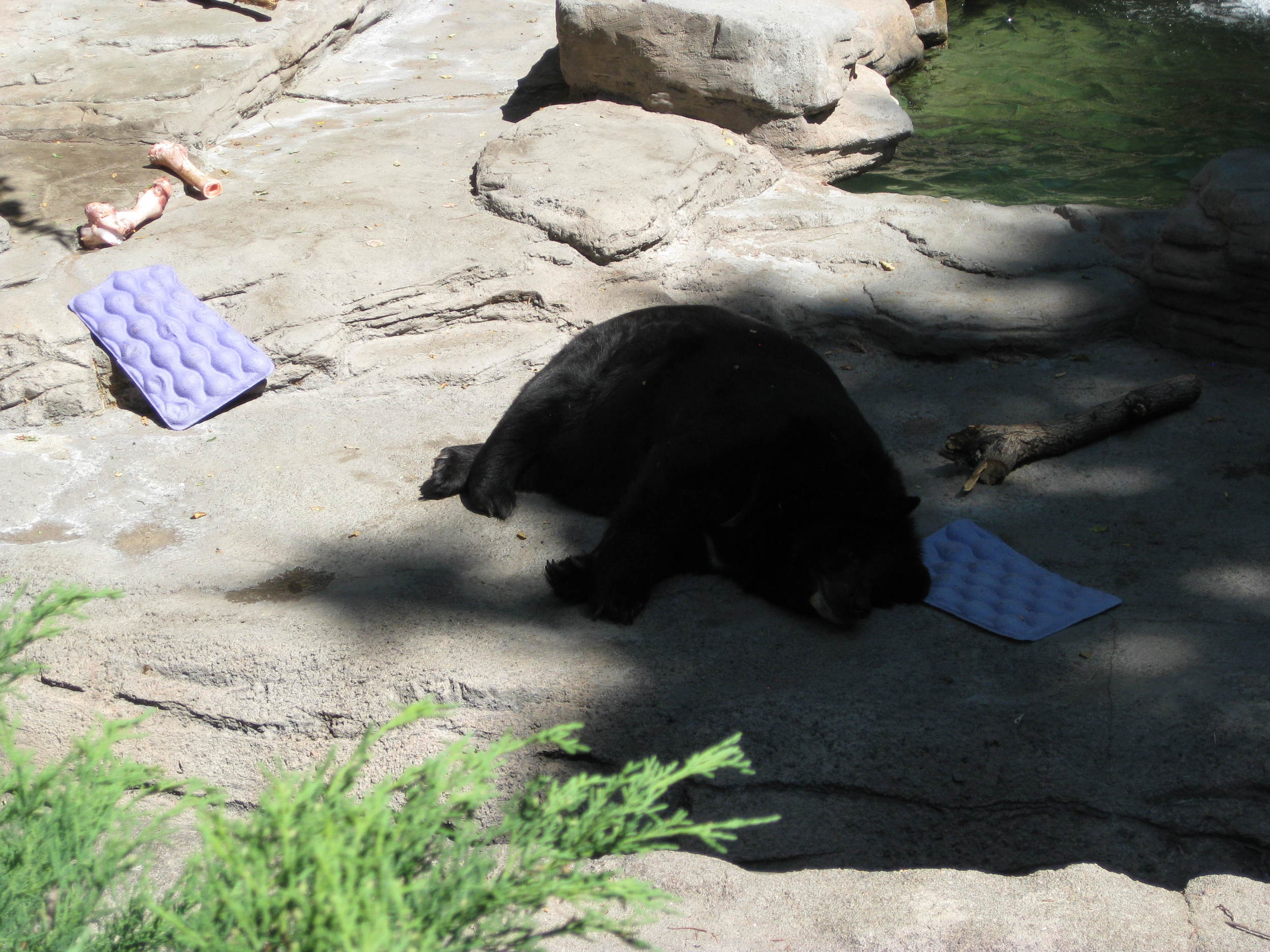 This bear is having a recovery winter. There's no shame in that, bear.