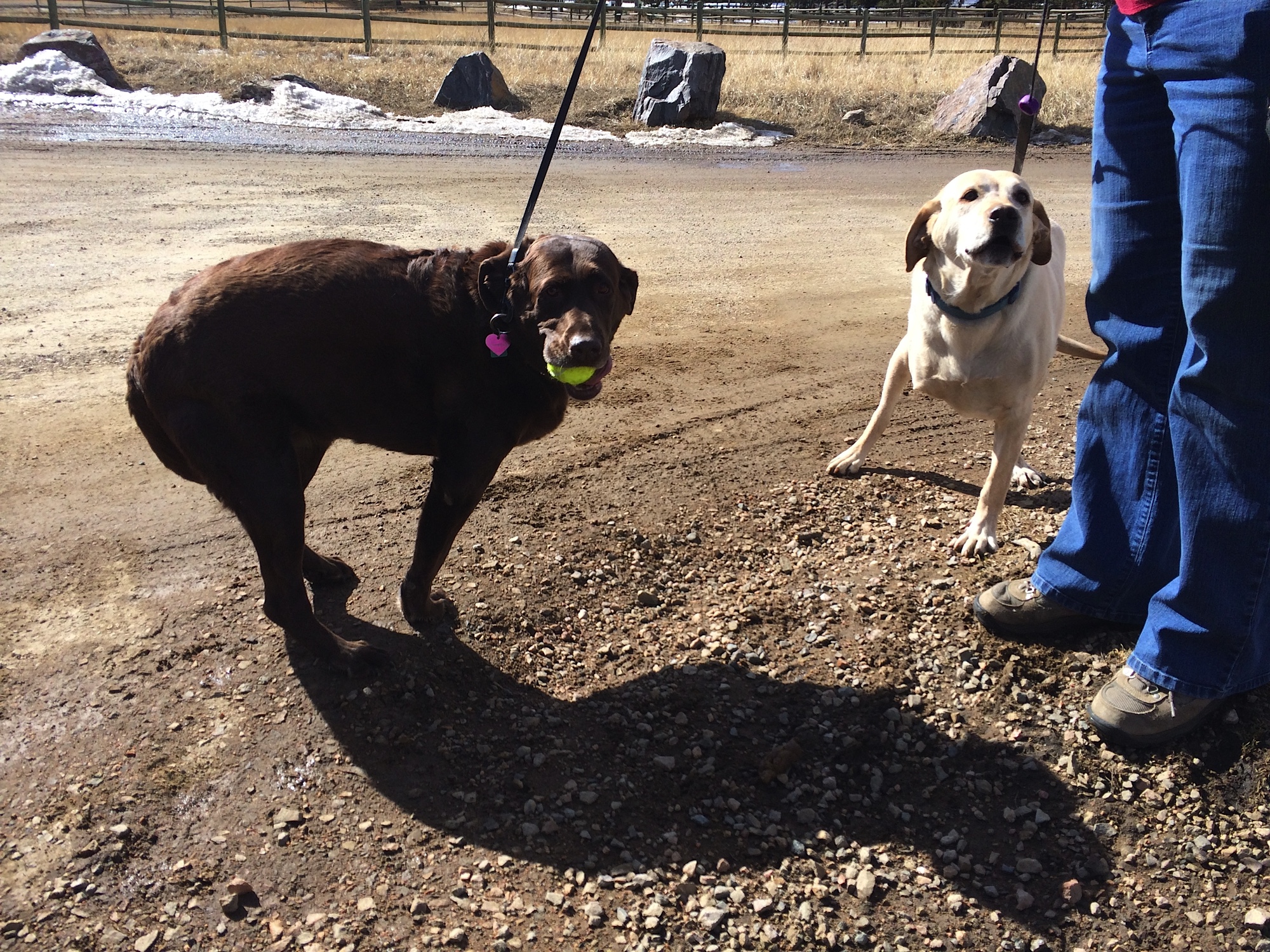 Two dogs, six legs, all of the wags.