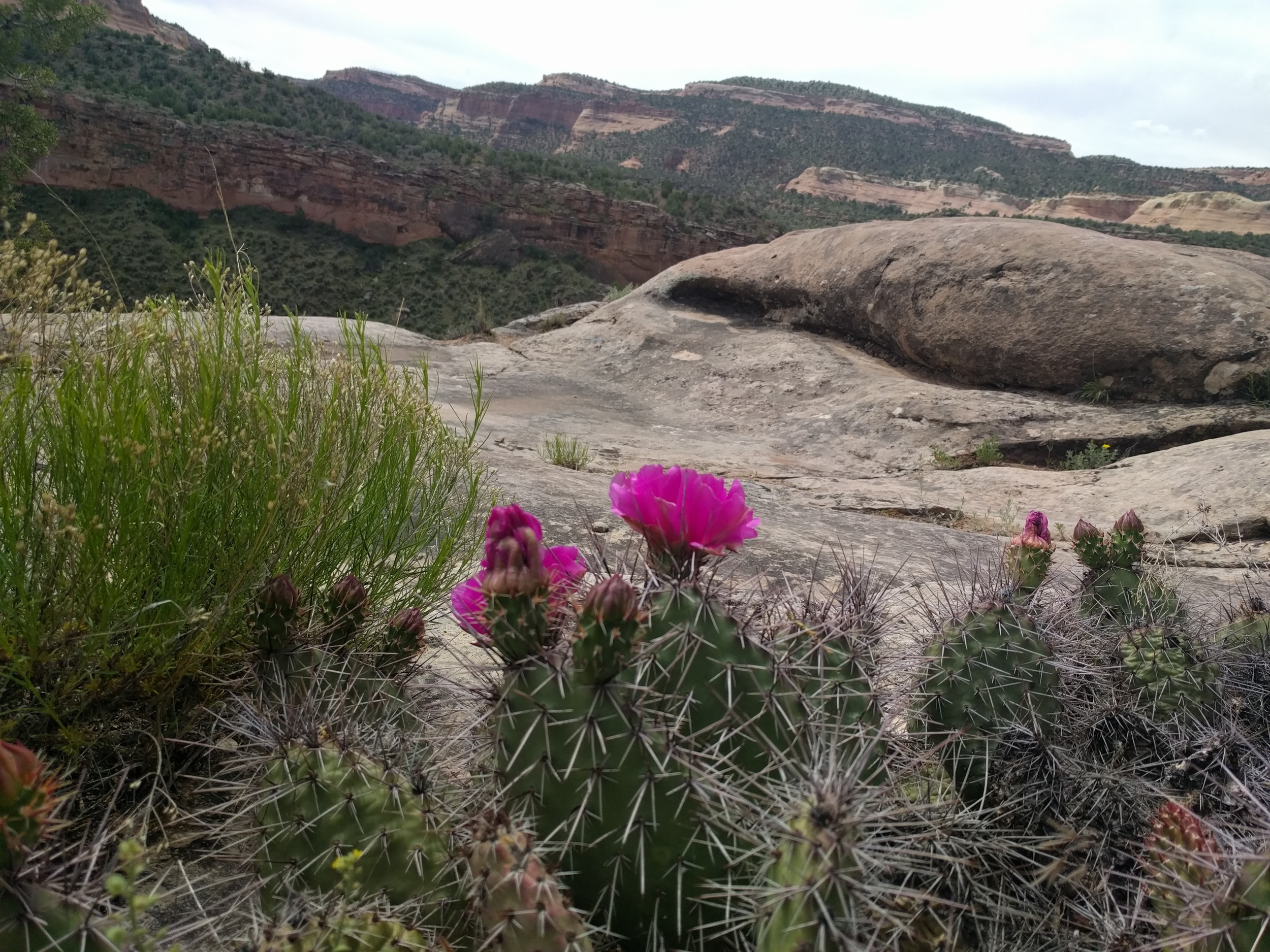 The Yawp Company in Gunnison