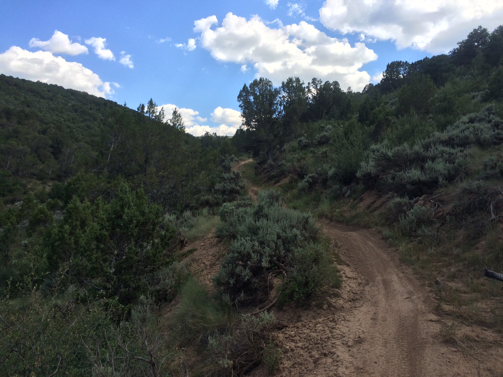 Tick-infested shrubbery.