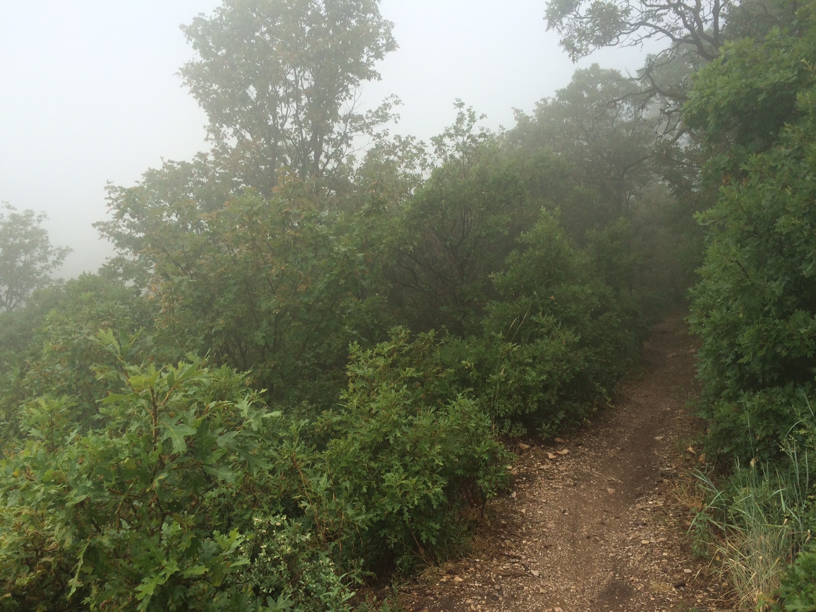 Deep in the heart of the Utah rainforest.