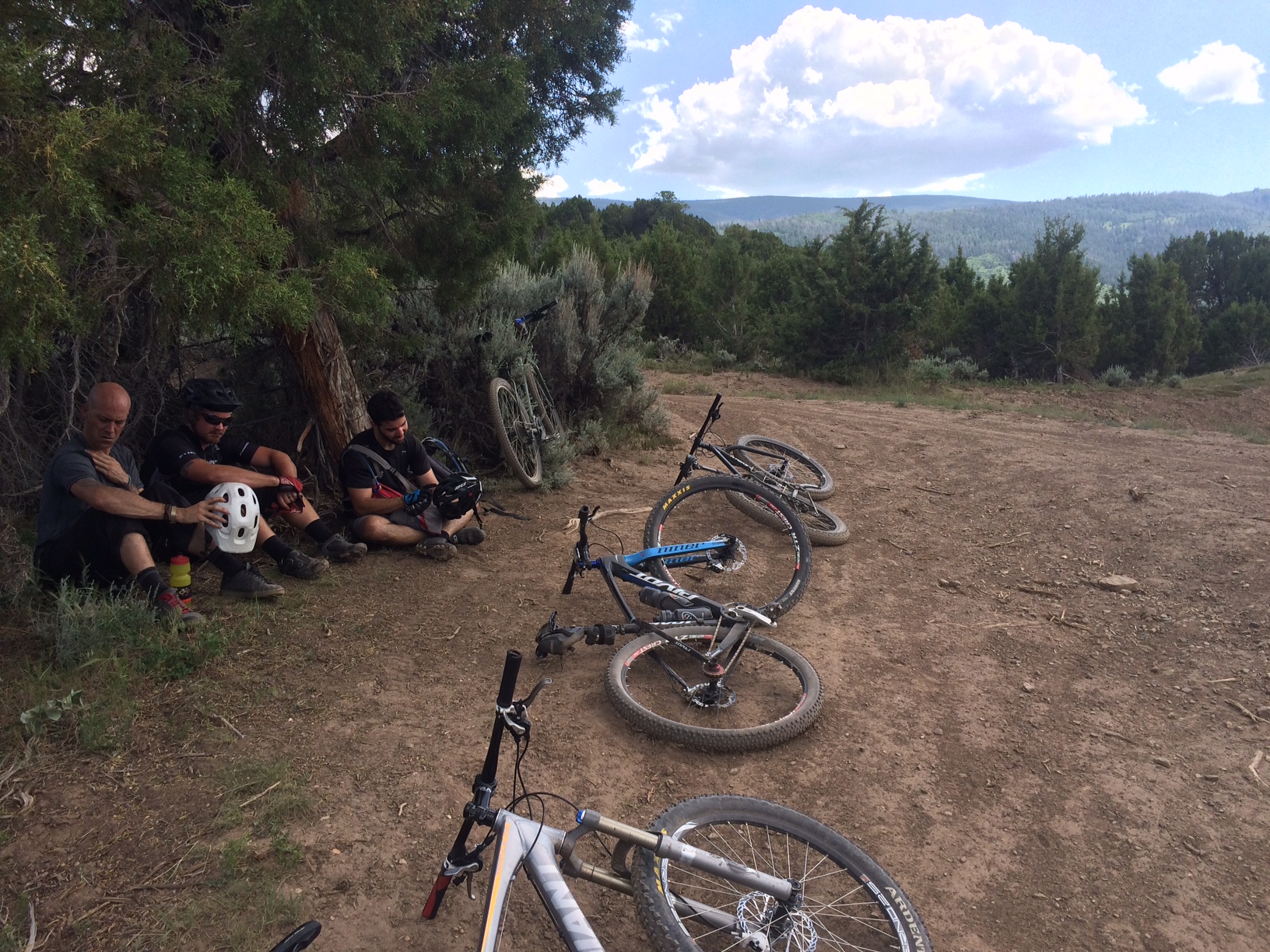 Gathered under the tick-infested shrub of misery.