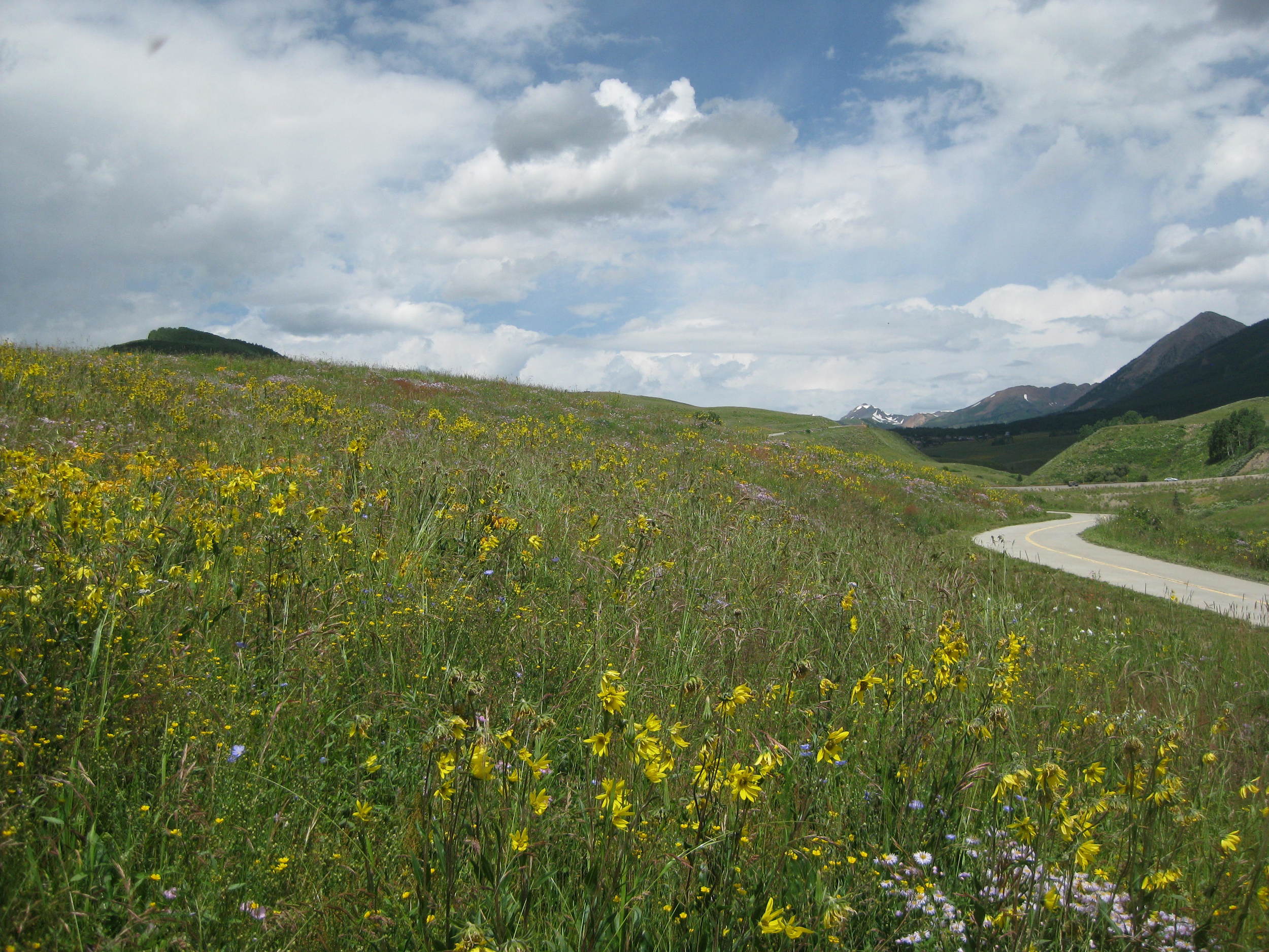 The Yawp Company in Crested Butte