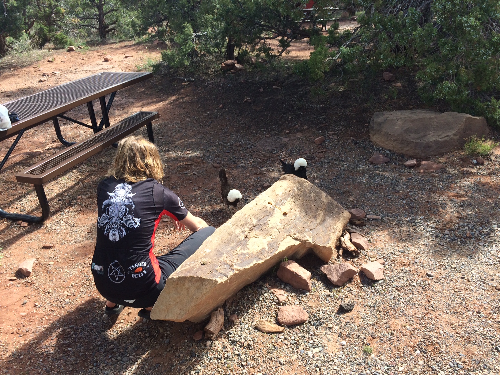 Just some prize show chickens at a campground.