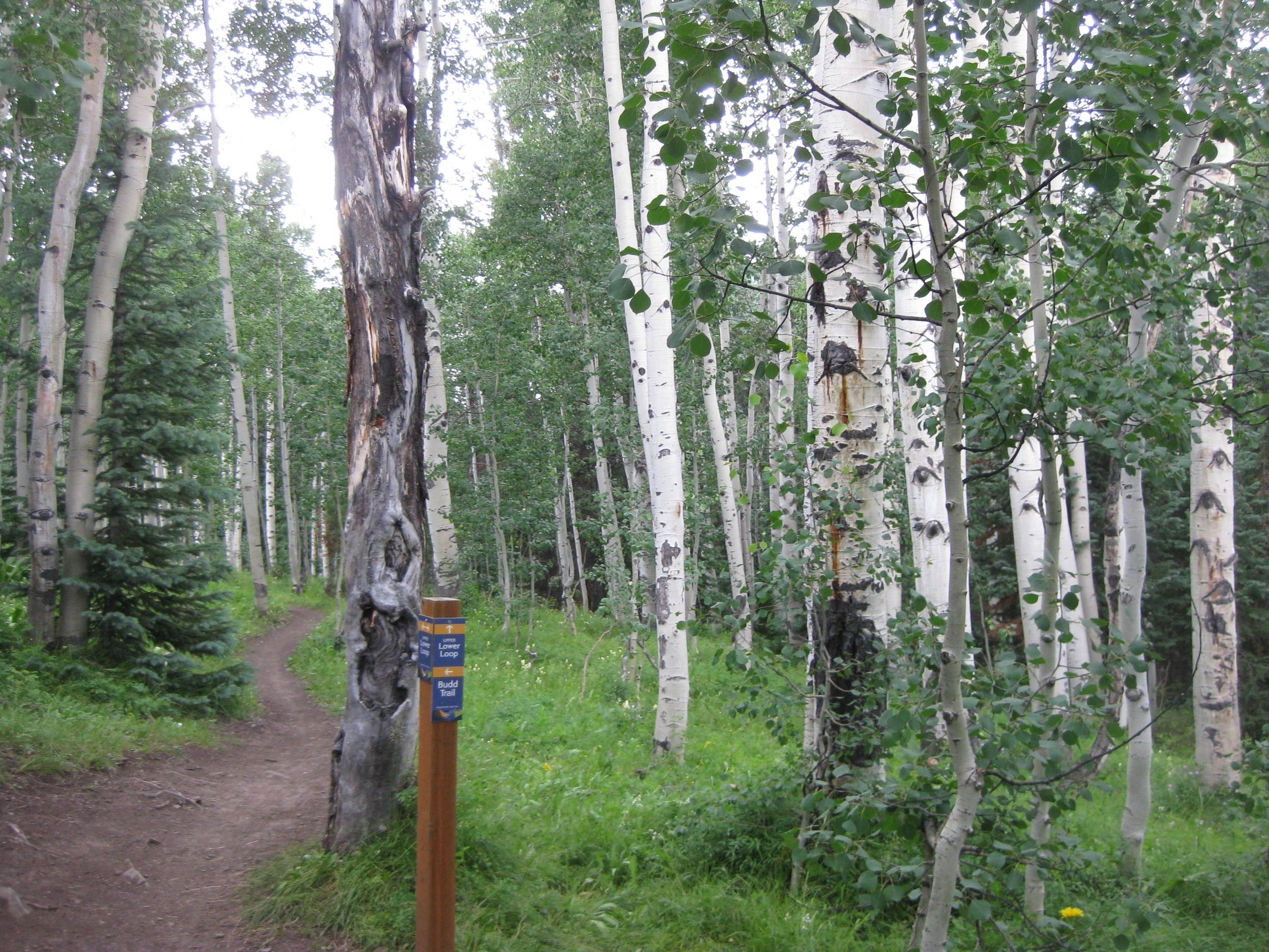 Another obnoxious Crested Butte trail.