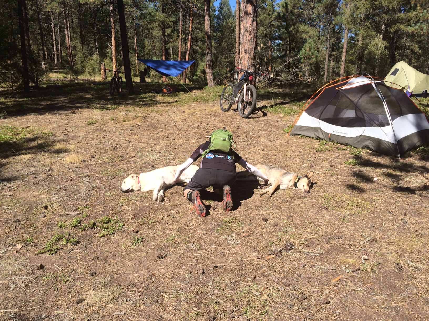 Double complete belly rub!