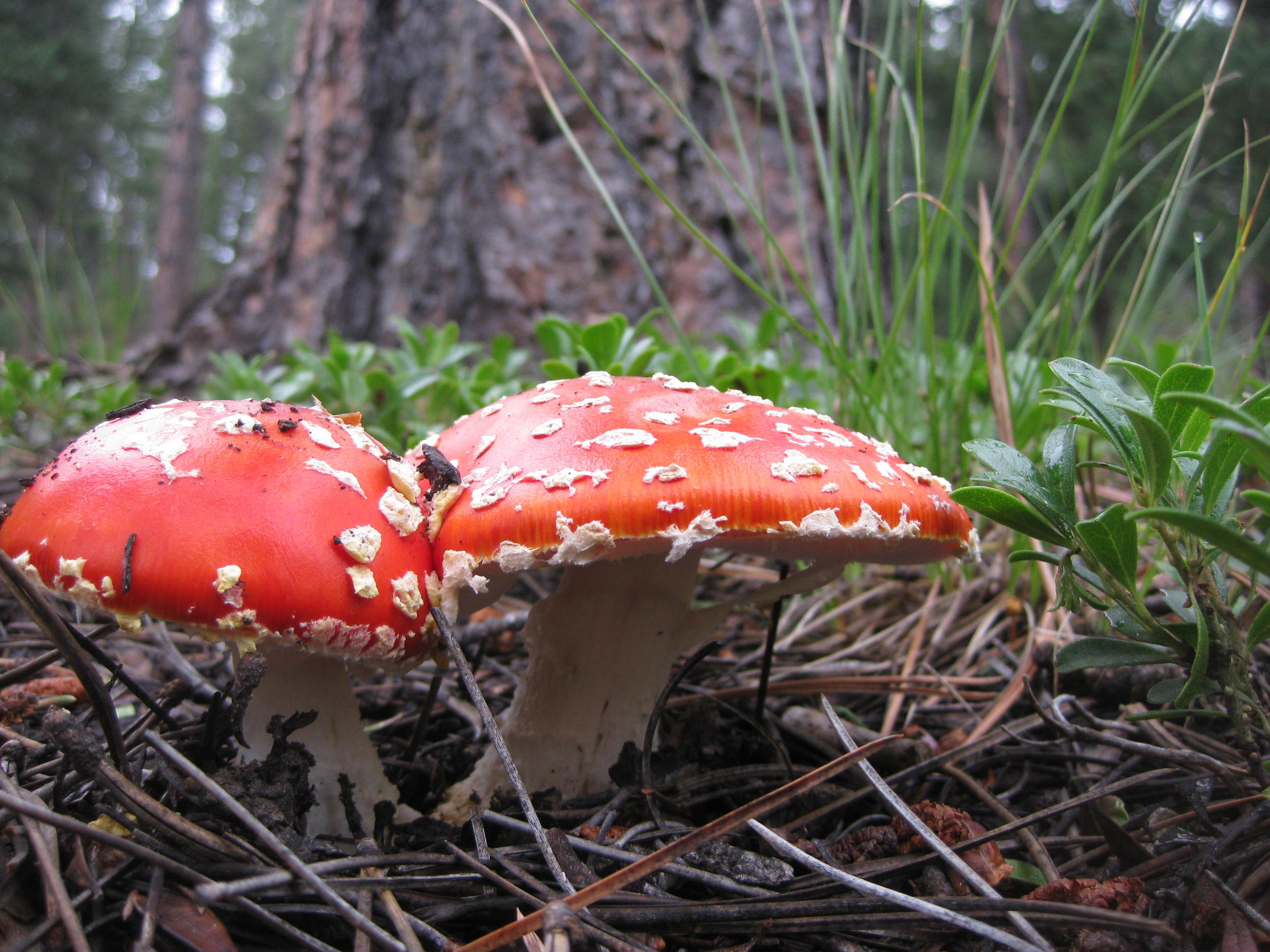 This smurf house was found at Buffalo Creek. No one was home.