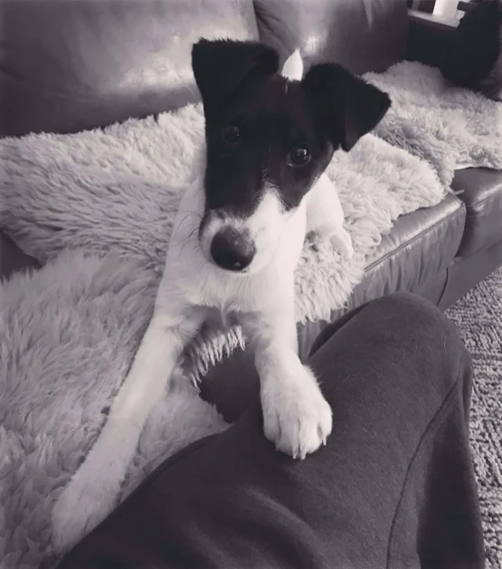 THE SOUND AND THE FURRY