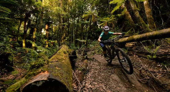Mountain Bikes